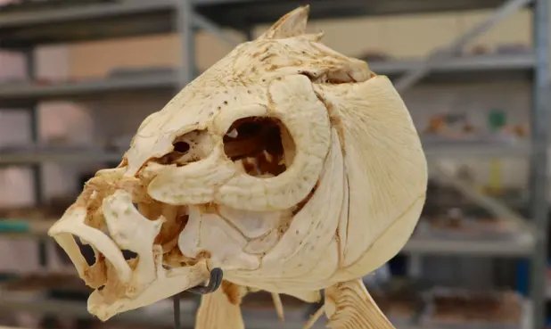 Hộp sọ con cá chép được đặt tại Bảo tàng Lịch sử Tự nhiên Steinhardt ở Tel Aviv.